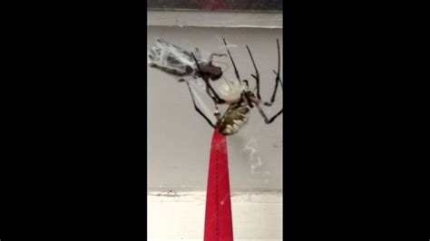 Since it was my childhood dream to have a swimming pool and a garden of my own, a villa seems like an ideal house for me. Spider eats grasshopper - YouTube