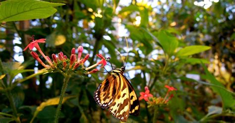 40+ Gambar Flora Dan Fauna Hutan Gugur, Info Baru!