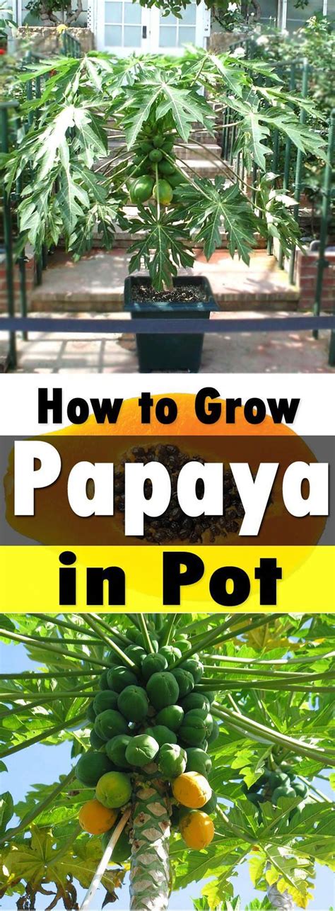 Growing Papaya Is Perfect For Gardeners Who Like To Grow Easy To Grow