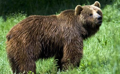 Mountain News: Grizzly bear helps close out ski area - Pique Newsmagazine