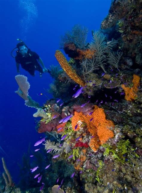 We create personalised itineraries to suit your interests and timings. Belize Barrier Reef, a Priceless Global Treasure