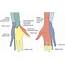 Wrist Block  Hadzics Peripheral Nerve Blocks And Anatomy For