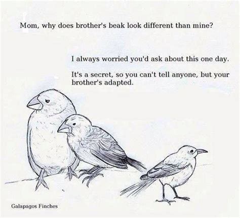 Funny Finch Evolution Joke Biology Jokes Chemistry Jokes Science