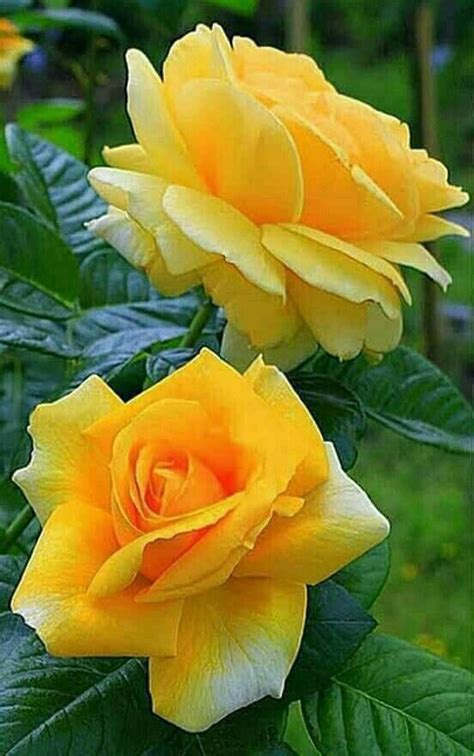 Check spelling or type a new query. Pin on Good Morning.☺️