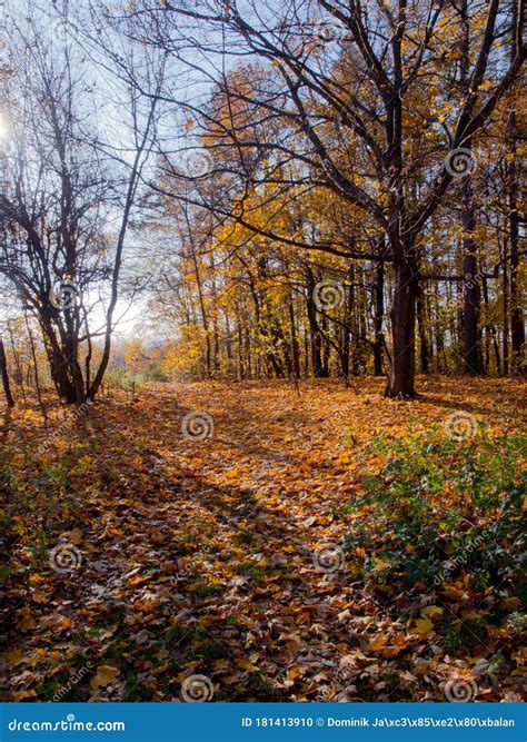 The Sun Peeks Into The Forest Stock Photo Image Of Heavily Tulip