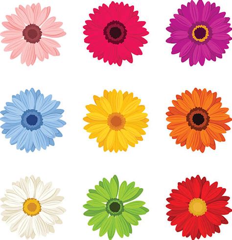 Clip Art Gerber Daisy 20 Free Cliparts Download Images