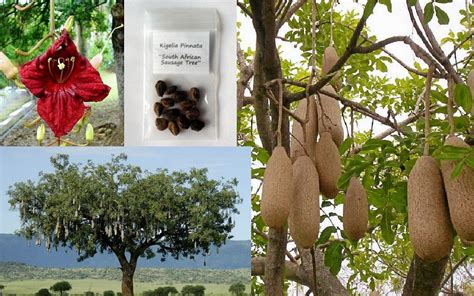 Sausage Tree Kigelia Africana Pinnata Seeds Seeds Red Flowers