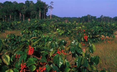 Varietas anggur meja dapat memberikan hasil 20, 30, atau bahkan 50 ton per hektar (18.000 hingga 45.000 pon per ekar). Jana RM250,000 Satu Ekar, Pokok Guarana Bakal Lonjak Nama ...