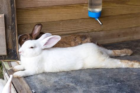 Do Baby Rabbits Sleep More Rabbit Informer