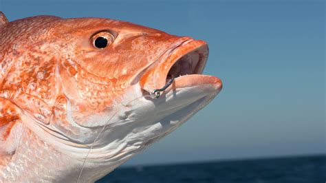 Red snapper in deeper waters tend to be redder than those caught in shallower waters. Florida Red Snapper Dates Set - June 11-July 12 ...