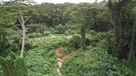 Debating future of singapore's patchwork forest 18:51 mins synopsis: Clementi Forest - YouTube