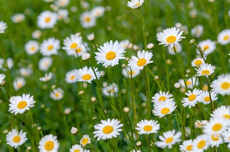 How To Grow And Care For The Oxeye Daisy