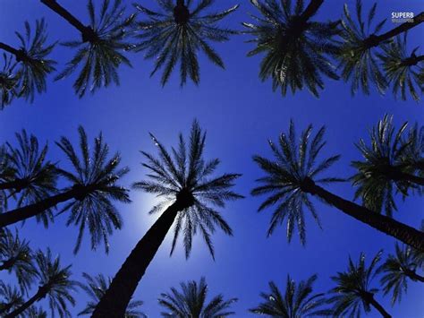 Blue Palm Tree Wallpaper Backgrounds For Powerpoint Templates Ppt