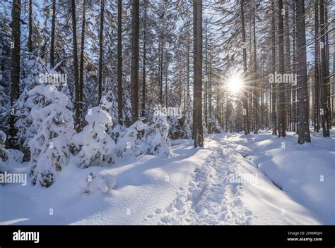 Sunbeam Through Tree Trunks Snow Covered Harz National Park Winter Hi