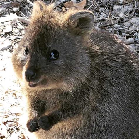Quokka project has 21 repositories available. 30 Funny Quokka Pictures That Will Make You Book a Flight ...