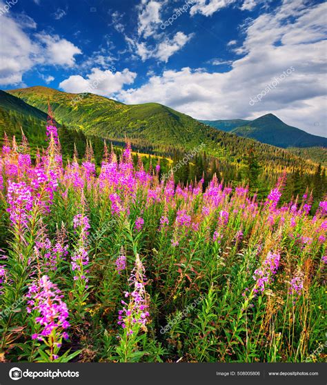 Splendid Summer Landscape Carpathians Fields Blooming Beggars Ticks