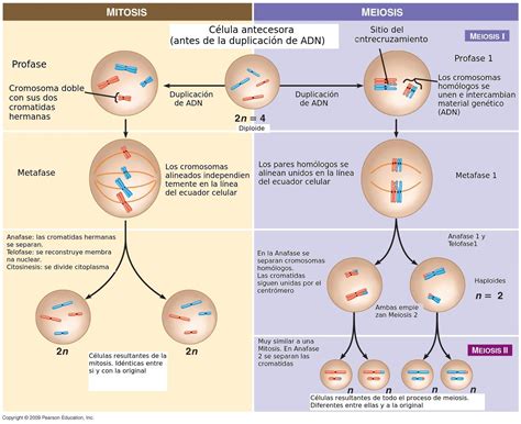 Fases Del Ciclo Celular Mitosis Y Meiosis Gambaran