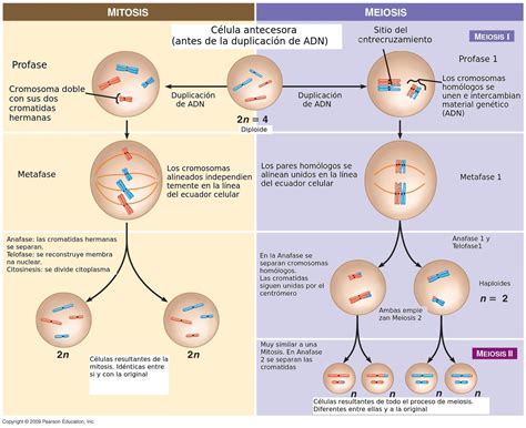 La Mitosis Y Meiosis Y Sus Fases Mitosis Ciclo Celular Images And