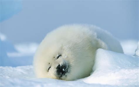 Puppy Cute Fur Snow Winter Sleeping Animals Seal Baby Wallpapers Hd Desktop And Mobile