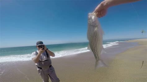 Monterey Bay Shore Casting Targeting Striped Bass Youtube