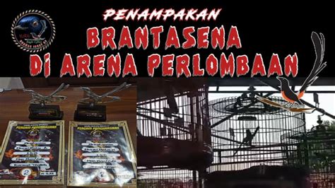 arena gacor