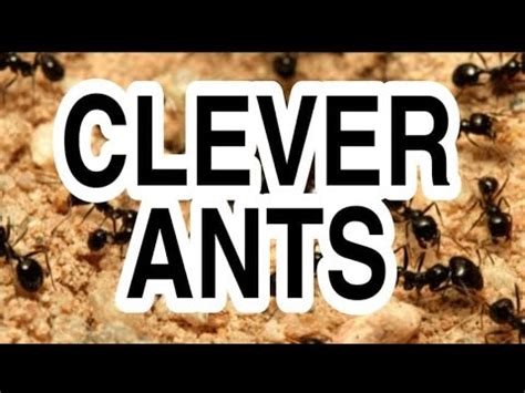 Maybe you would like to learn more about one of these? WHAT THE ANTS DO BEFORE THE RAIN COMES - YouTube