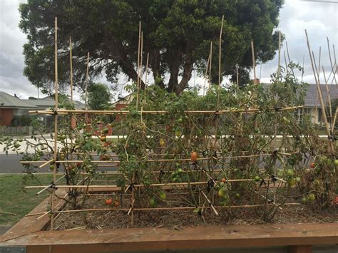 How Do You Trellis Your Tomatoes Bunnings Workshop Community