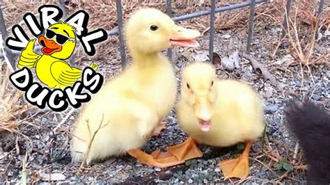 Baby Ducks Pekin Ducklings Muscovy Duck Dynasty 🐣 Youtube