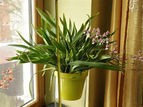 Koka nosaukumi un māju norādes (māju vai ielu nosaukumi). ONCĪDIJA PIE ESTERES UN EGILA, ORHIDEJAS. ONCIDIUM ...