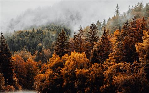 Download Wallpaper 2560x1600 Forest Trees Fog Clouds Autumn