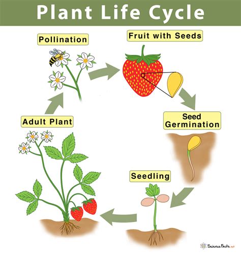 How Do Plants Reproduce For Class 5 Cbse Class Notes Online