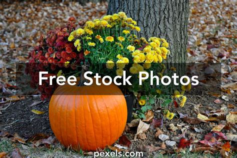 1000 Beautiful Fall Flowers Photos · Pexels · Free Stock Photos