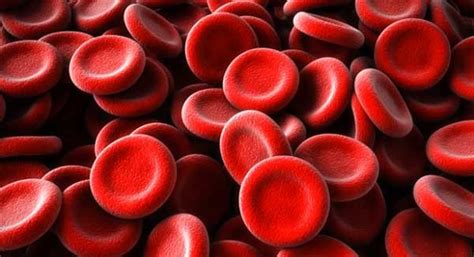 Eat These Foods To Increase Red Blood Cells