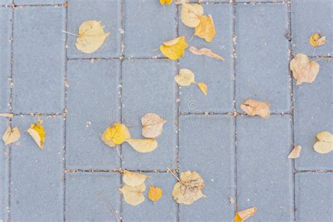 Grey Stone Pavement Texture Paving Stones With Yellow Autumn Leaves