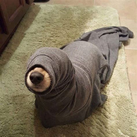 Dogs Wrapped In Blankets Like Adorable Burritos