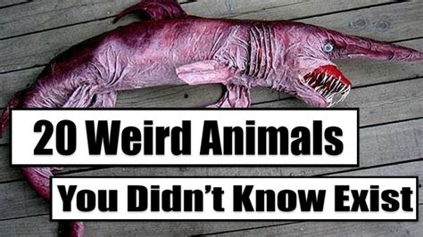 20 Weird Animals You Didnt Know Exist Weird Animals Weird Animals