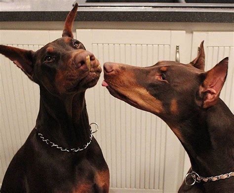 Doberman Pinscher Gear On Instagram We Go Together Like Peanut Butter