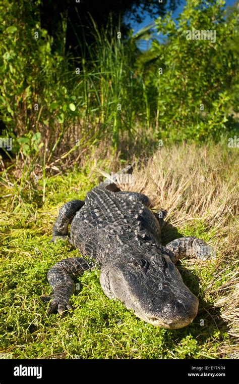 American Alligator Alligator Mississippiensis Everglades Florida