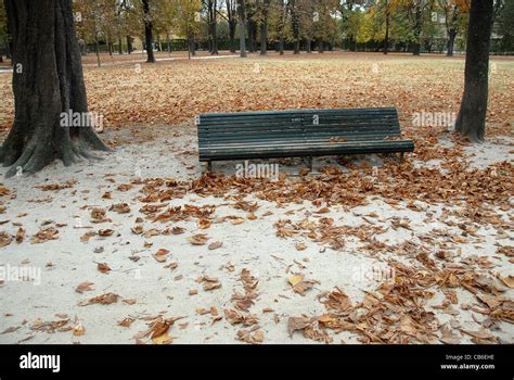 Wooden Bench Surrounded By Chestnut Leaves In Autumn Seen At Parco