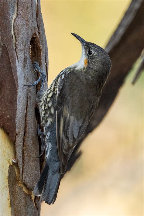 A Birders Guide To Australia Warby Ovens National Park