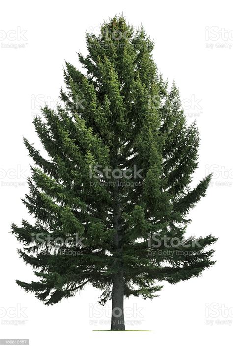 Pine Tree On White Background Stock Photo Download Image