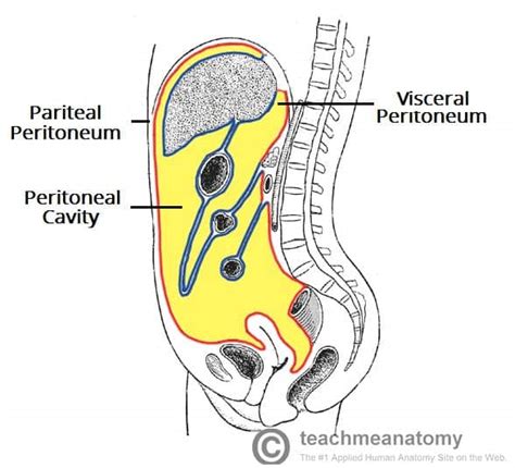 The Peritoneum Visceral Parietal TeachMeAnatomy