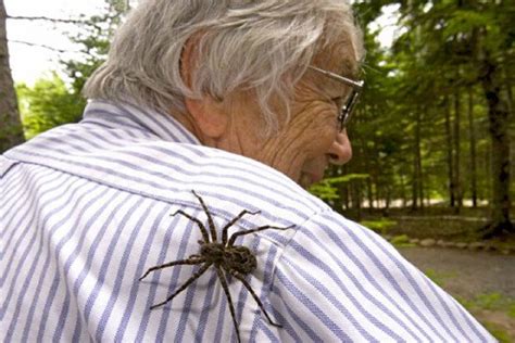 The 16 Largest Spiders On Earth Mutually