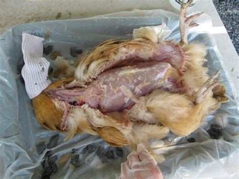 Chicken Autopsy Results Warning Very Graphic Pictures