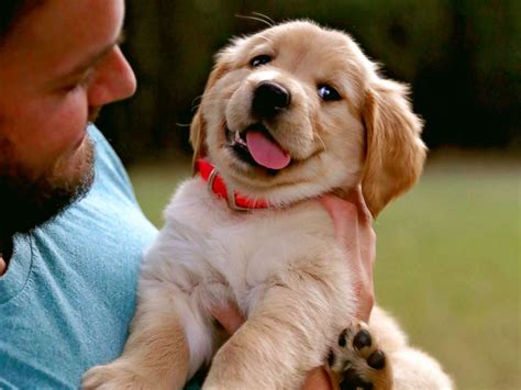 We dispel common training myths. Man loves his puppy so much, he has zero shame about ...