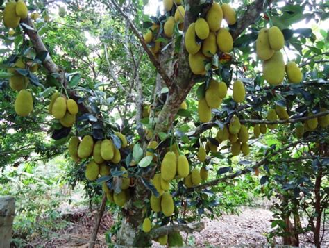 Large Fruit Trees With Very Large Tropical Fruits