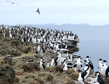 Falkland Islands Weddell Island