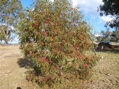 The cider gum grows fast, reaching an imposing 12m in height, so a better choice for small gardens is eucalyptus gunnii azura, with the same silvery leaves but a more compact shape, growing into a bushy shrub around 2.5m high and wide. Angus's Top Ten Small Australian Trees | Gardening With Angus
