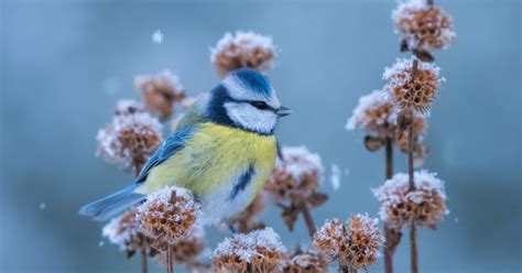 Er ist hinter den milchbackenzähnen zu sehen. Wetter in Deutschland: Wenigstens weiße Weihnachten: Wann ...