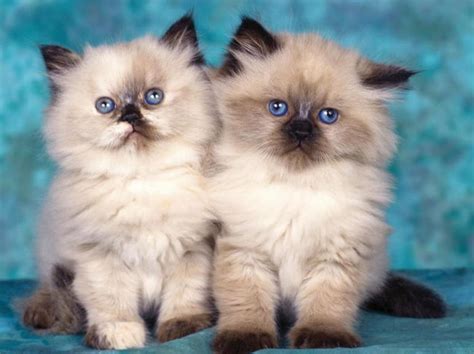 Maaf cat lovers semua minta pantauannya kucing temen saya ilang.usia kucing sekitar 5 bulanan. Kucing Persia Himalaya: Sejarah, Ciri, Cara Merawat dan Harga!
